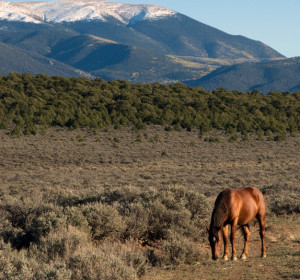 Home of the Spirit of the Wild Horses
